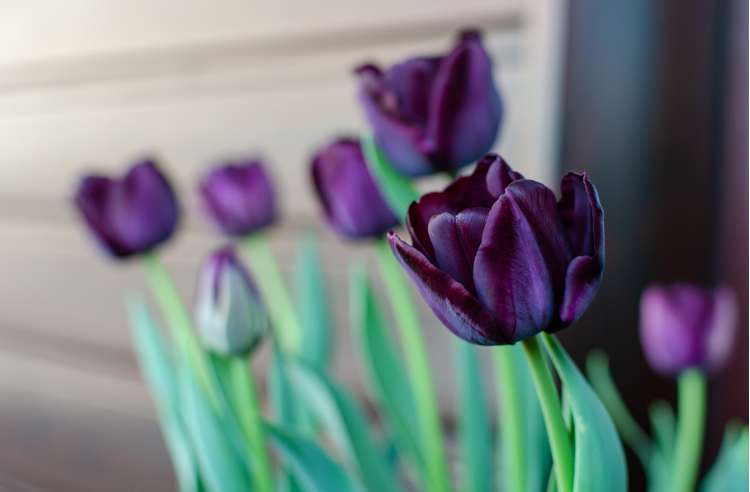 Tulpan 'Paul Scherer'